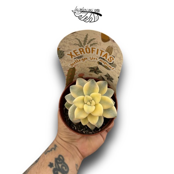 Graptoveria Titubans Variegata MEDIUM | Suculenta Variegada