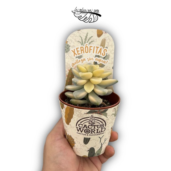 Graptoveria Titubans Variegata MEDIUM | Suculenta Variegada