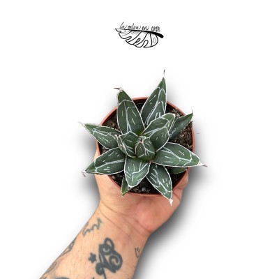 Agave victoriae-reginae MEDIUM