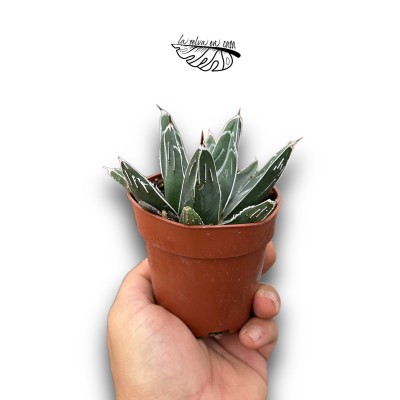 Agave victoriae-reginae MEDIUM 2