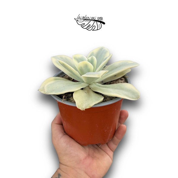 Echeveria Moon River LARGE | Suculenta de Colección