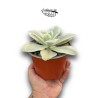 Echeveria Moon River LARGE | Suculenta de Colección