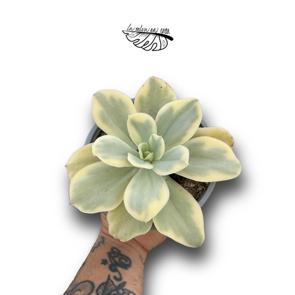 Echeveria Moon River LARGE | Suculenta de Colección