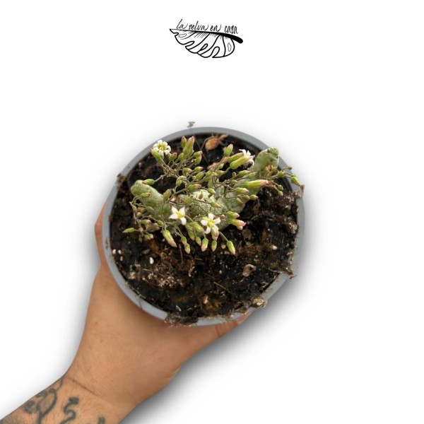 Tylecodon decipiens LARGE | Suculenta Rara de Colección
