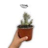 Tylecodon decipiens LARGE | Suculenta Rara de Colección