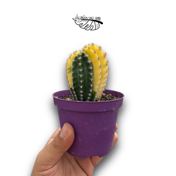 Echinopsis oxygona Variegata MEDIUM | Cactus Variega