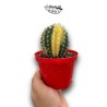 Echinopsis oxygona Variegata MEDIUM | Cactus Variega