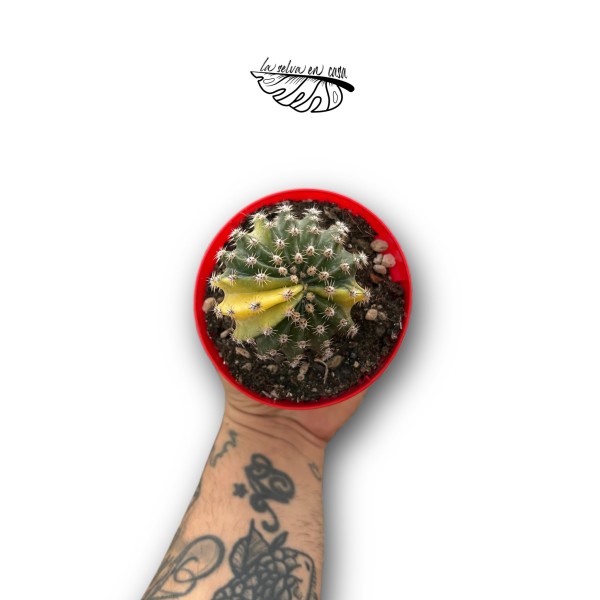 Echinopsis oxygona Variegata MEDIUM | Cactus Variega