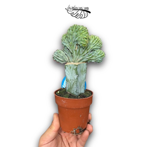 Echeveria Impi MEDIUM