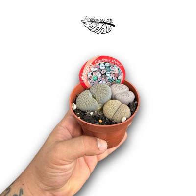LITHOPS SP. MEDIUM