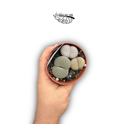LITHOPS SP. MEDIUM 2