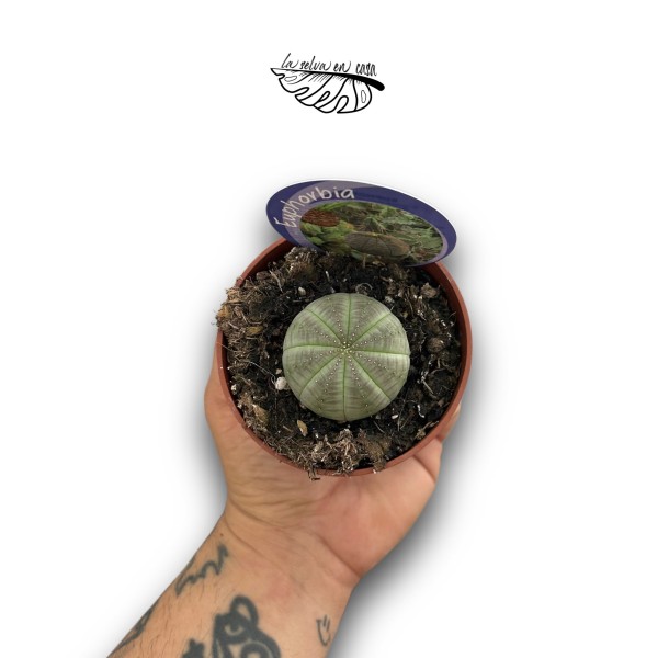Euphorbia aggregata variegata MEDIUM