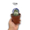 Euphorbia aggregata variegata MEDIUM