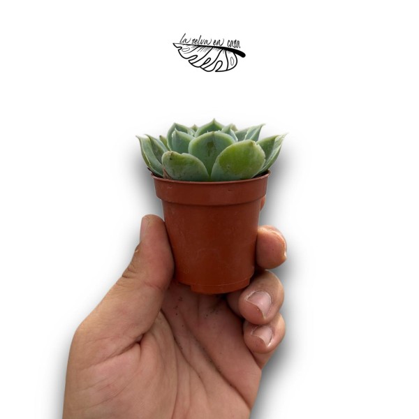 Echeveria elegans MINI | Rosa de Alabastro
