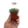 Echeveria elegans MINI | Rosa de Alabastro