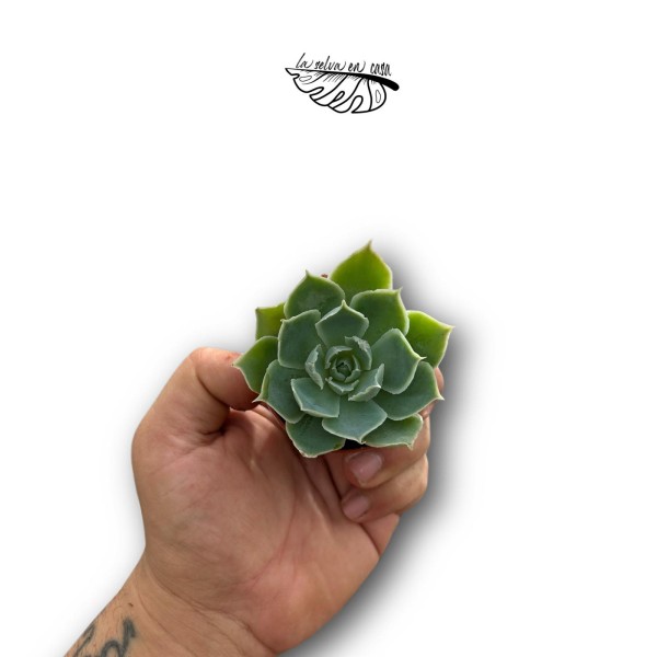 Echeveria elegans MINI | Rosa de Alabastro