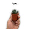 Aloinopsis malherbei MINI | Suculenta de Colección
