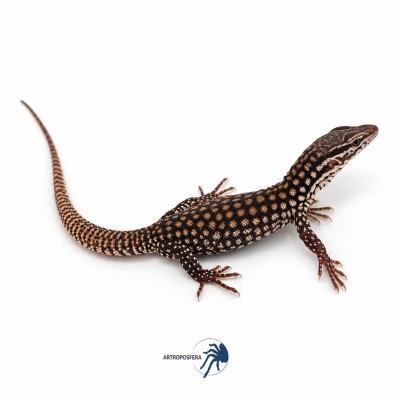 Varanus acanthurus 2