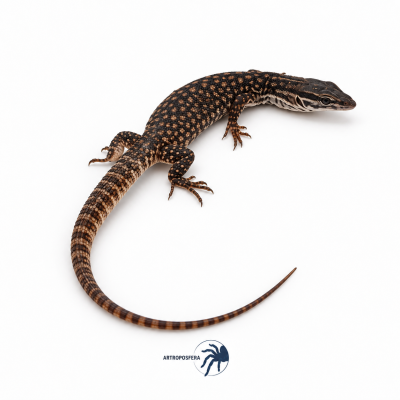 Varanus acanthurus