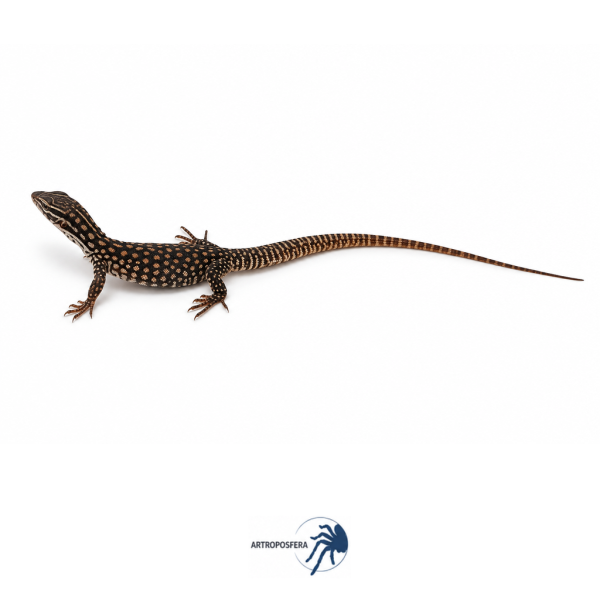 Varanus acanthurus