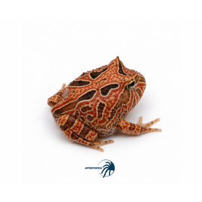 Ceratophrys cranwelli/cornuta  Fantasy