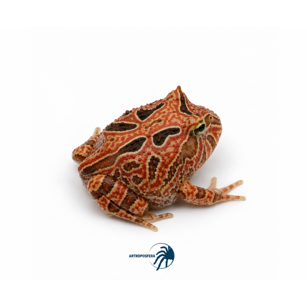 Ceratophrys cranwelli/cornuta  Fantasy