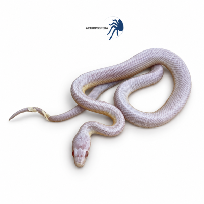 Pantherophis guttatus 2