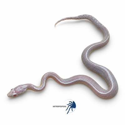 Pantherophis guttatus