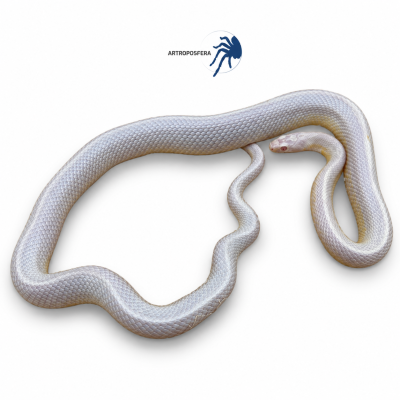 Pantherophis guttatus