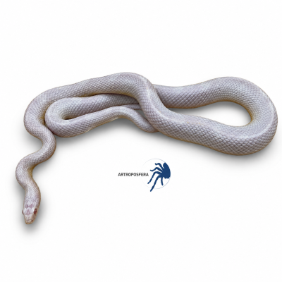 Pantherophis guttatus 2