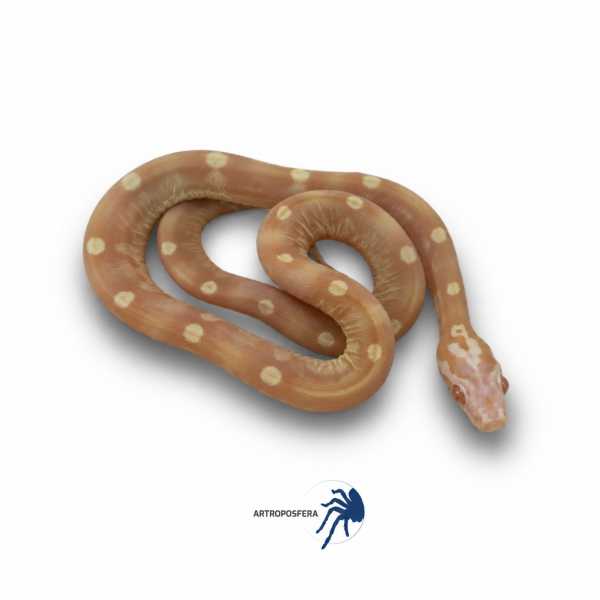 Pantherophis guttatus