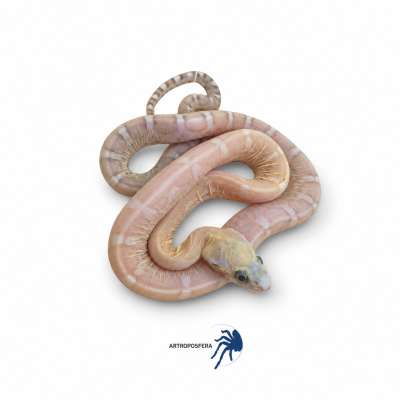 Pantherophis guttatus