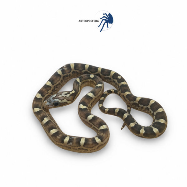 Pantherophis guttatus