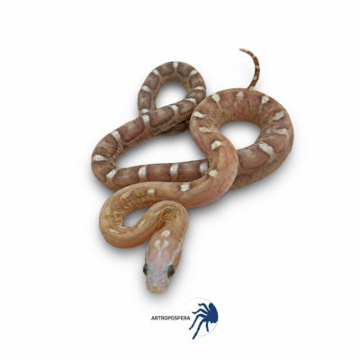Pantherophis guttatus