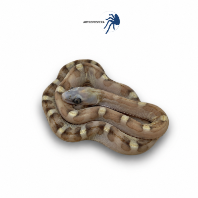 Pantherophis guttatus