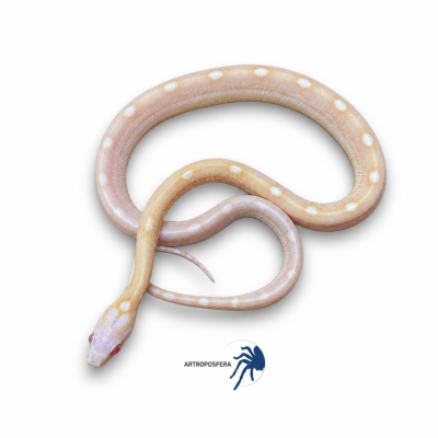 Pantherophis guttatus