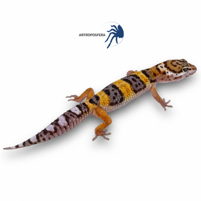Eublepharis macularius 2