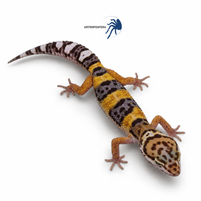 Eublepharis macularius