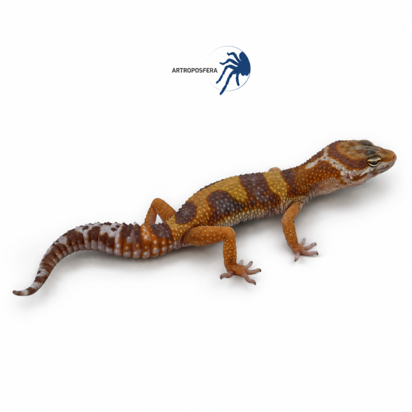 Eublepharis macularius