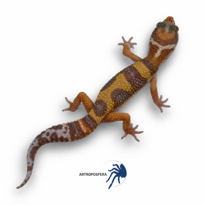 Eublepharis macularius