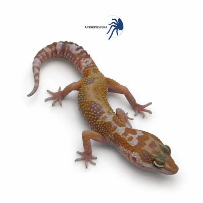 Eublepharis macularius