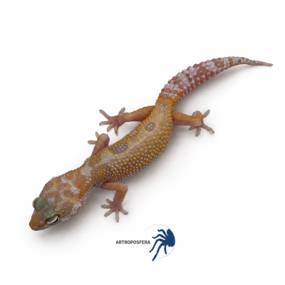 Eublepharis macularius 2