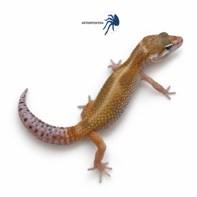 Eublepharis macularius