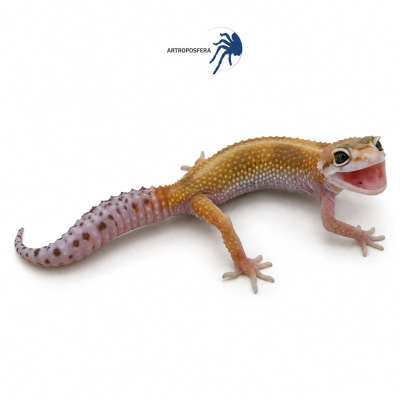 Eublepharis macularius 2