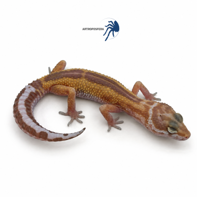 Eublepharis macularius