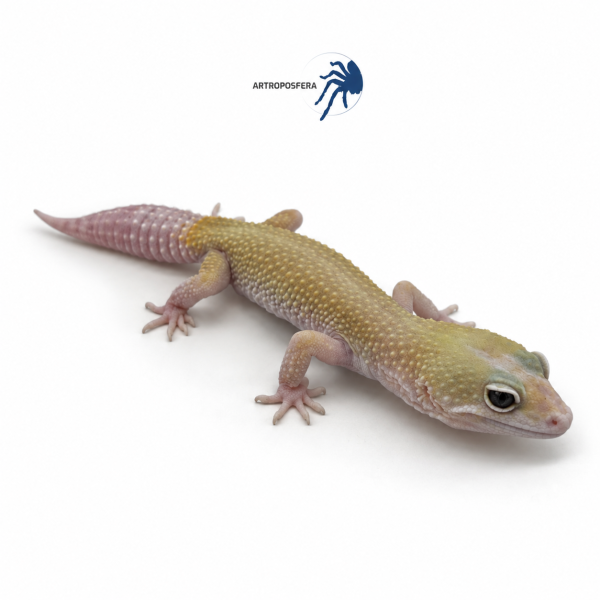 Eublepharis macularius