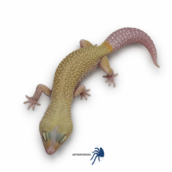 Eublepharis macularius