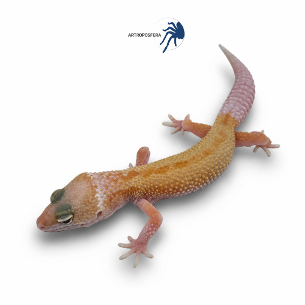 Eublepharis macularius
