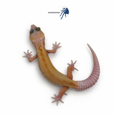 Eublepharis macularius 2