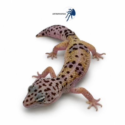 Eublepharis macularius 2